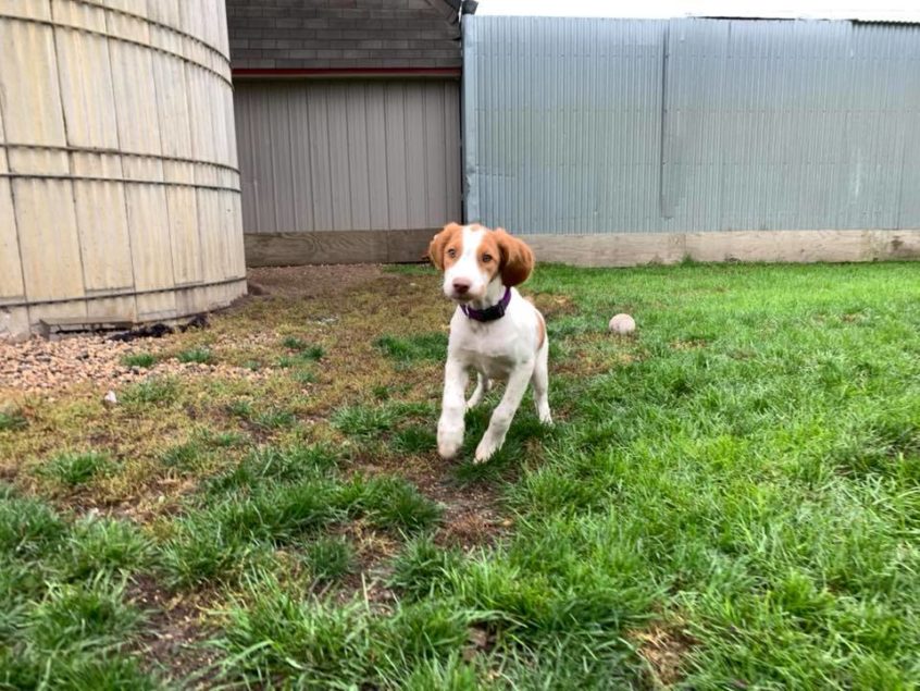 American Brittany + Hunting Dog, Puppies Breeders, Adoption MN